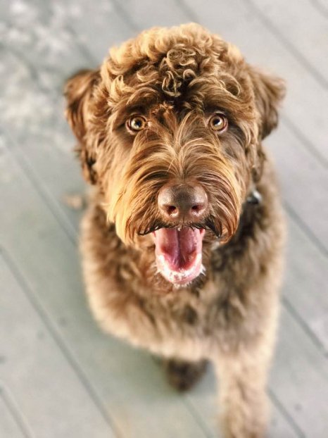 Modern Dog magazine tweet media