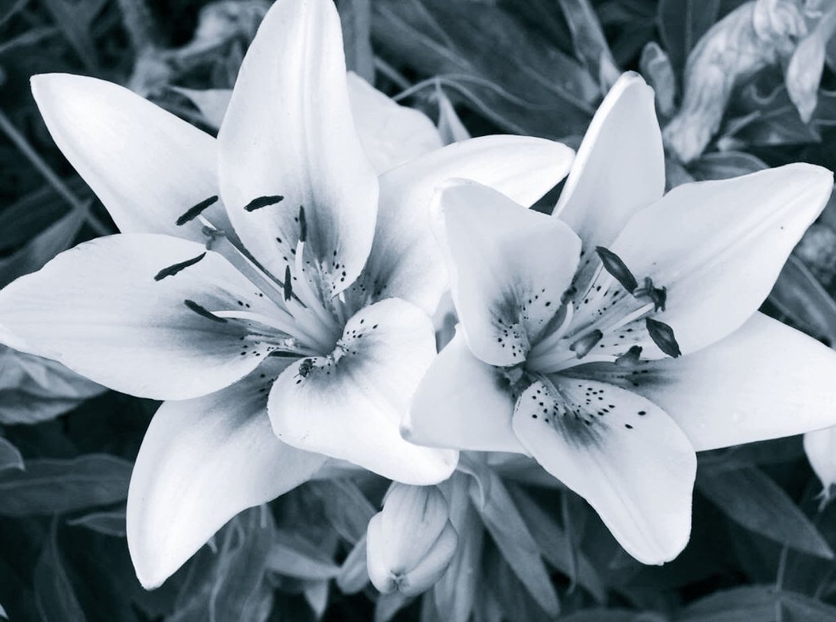 bxttletype's tweet image. — 「 no. 2 — type b. 」 ：⦶

– art creds. — in the location of bio.
– neir: automata.
– non-lewd!!
– rt's appreciated.

— 「 #openrp. 」