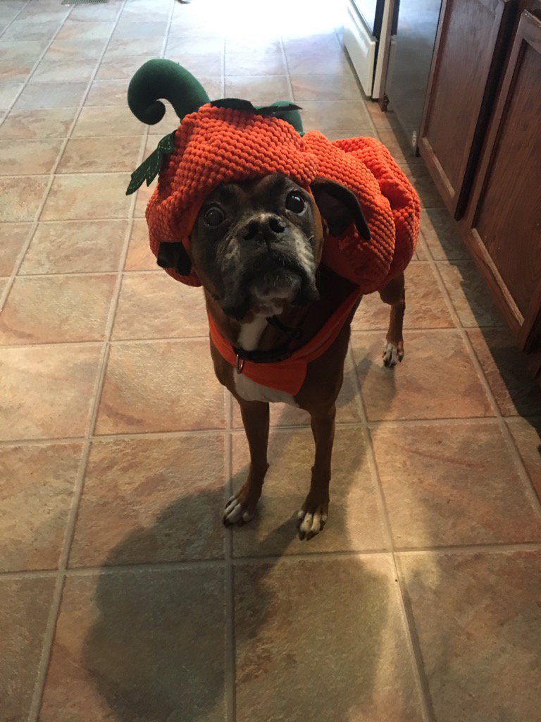 diamond12yt's tweet photo. Look what my mom did to the dog😂 https://t.co/YAwweEqiNM