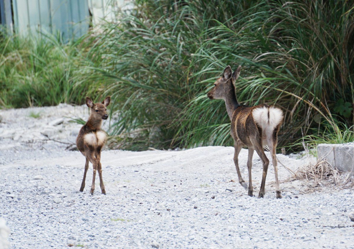 ハヤ3ケン 慶良間鹿 ケラマジカ 日本最南端に生息する野生の鹿 おしりの白いハートがかわいい