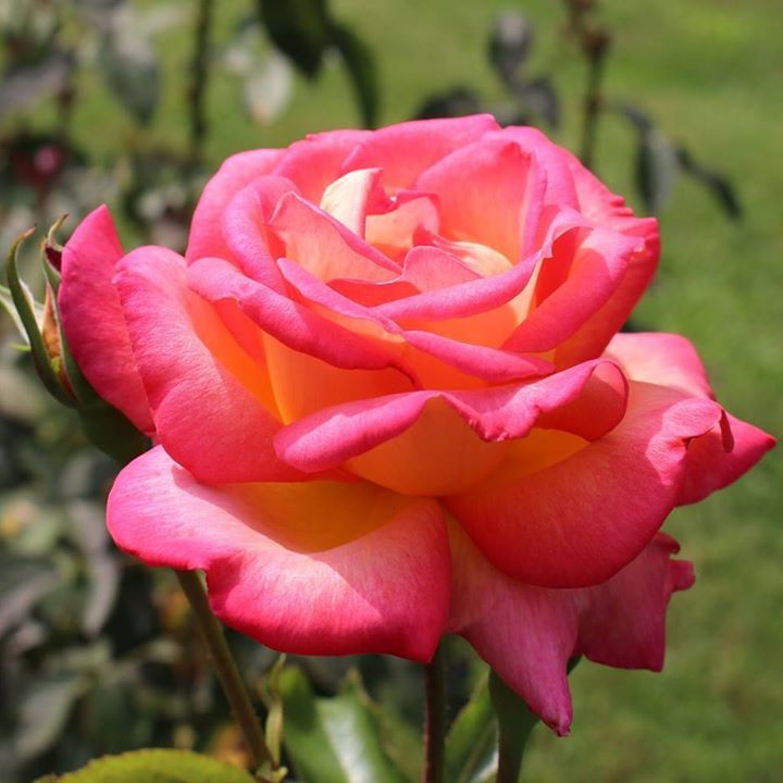 floristsnz's tweet photo. The rose speaks of love silently, in a language known only to the heart. https://t.co/ypf0DjnapG #Roses https://t.co/iZ2er2UVlS
