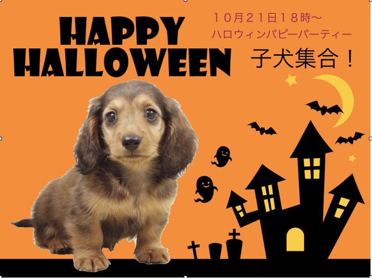 Dear ハロウィンパピーパーティー開催します ワクチンを1回は打っている生後4ヶ月までの子犬ちゃん限定 子犬の頃から様々な経験をさせて問題行動を予防 わんちゃんも人も暮らしやすく 犬の幼稚園 しつけ方教室 茨城県 土浦 つくば かすみがうら Dear ハロウィンパピーパーティー開催します ワクチンを1回は打っている生後4ヶ月までの子犬ちゃん限定 子犬の頃から様々な経験をさせて問題行動を予防 わんちゃんも人も暮らしやすく 犬の幼稚園 しつけ方教室 茨城県 土浦 つくば かすみがうら