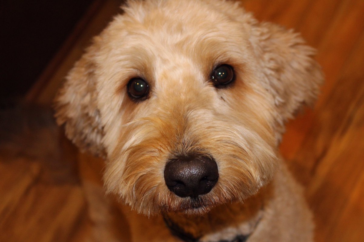 Dog_Named_Lily (dog_named_lily) Twitter