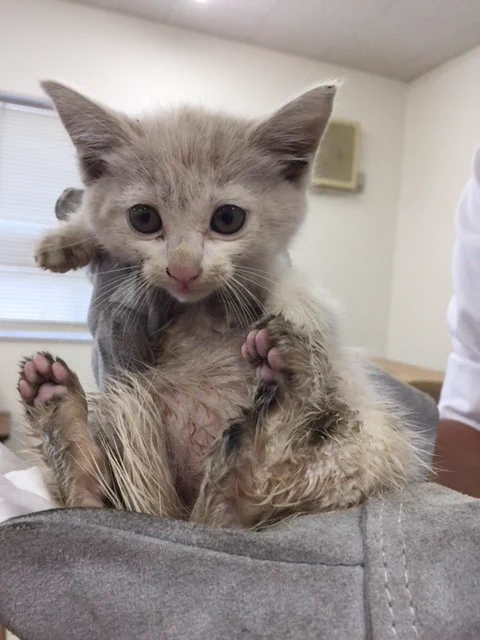 これから猫が車に入り込む時期…！車に乗る前のネコバンバンを忘れずに！