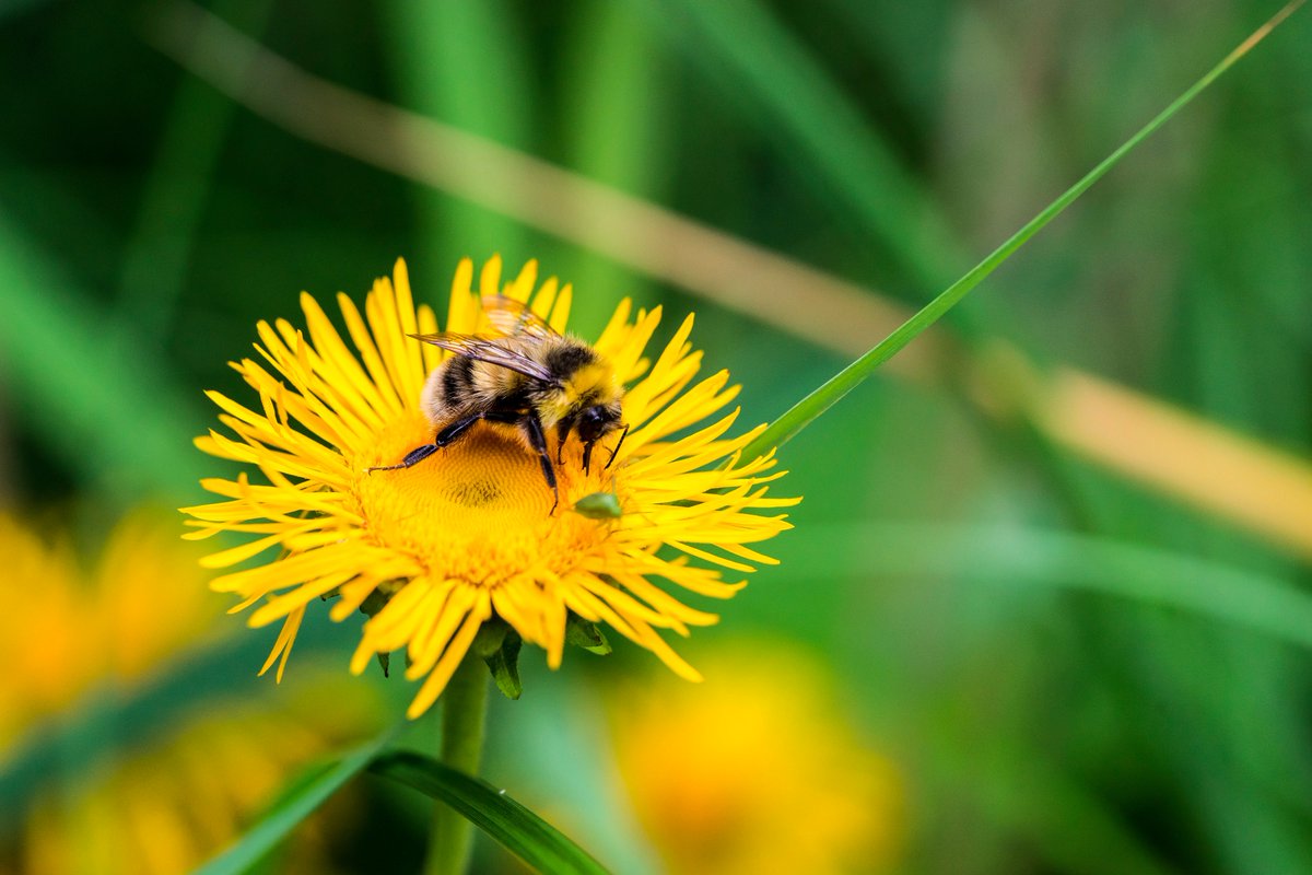 Bee Flower Friendly tweet media