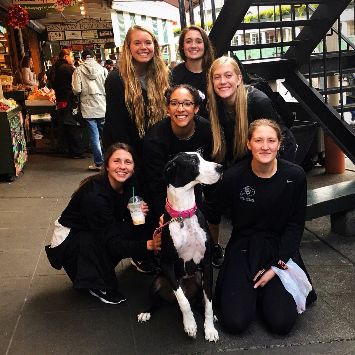 CUBuffsVB's tweet photo. Turning Seattle into Buffs fans one dog at a time. 😏 #MeetHarley #SeeWhatWeDidThere #Sko https://t.co/NHbsKtQAge