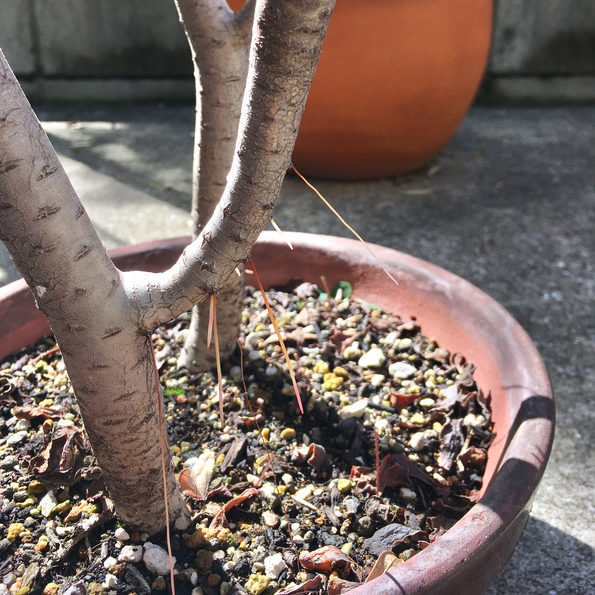 もとゆきこ ペン画 我が家の黒法師 サンシモン 上に伸び過ぎたせいか 茎の途中から 細い根が出始めました 朝日にキラキラかわいい奴です そろそろ植替えですかね T Co Savhfr3rtr 花言葉 いい予感 アエオニウム属 植木 多肉 ペン