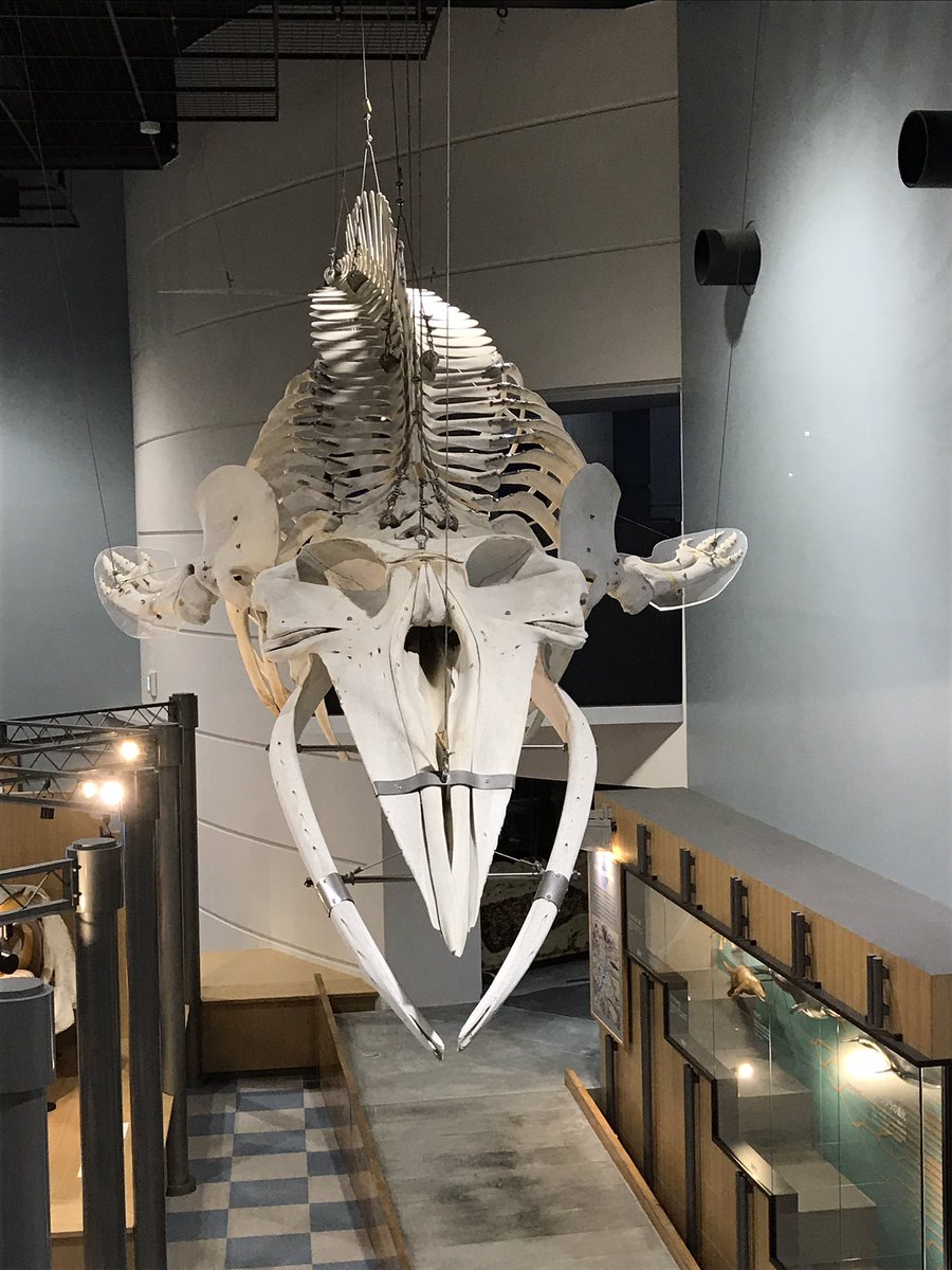 骨格標本　ヒゲクジラ　ミンククジラ　椎骨　特大 骨格標本ヒゲクジラミンククジラ椎骨特大