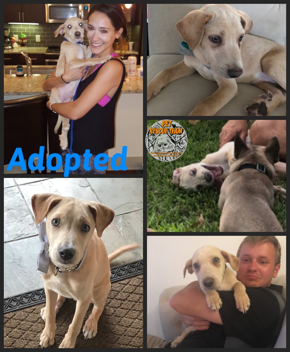 Success Sorry! Tucker has a family all his own now! #Adopted #FureverHome #AdoptDontShop 
PetRescueTeam.com