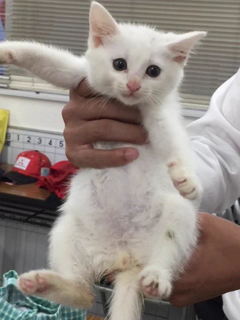 これから猫が車に入り込む時期…！車に乗る前のネコバンバンを忘れずに！