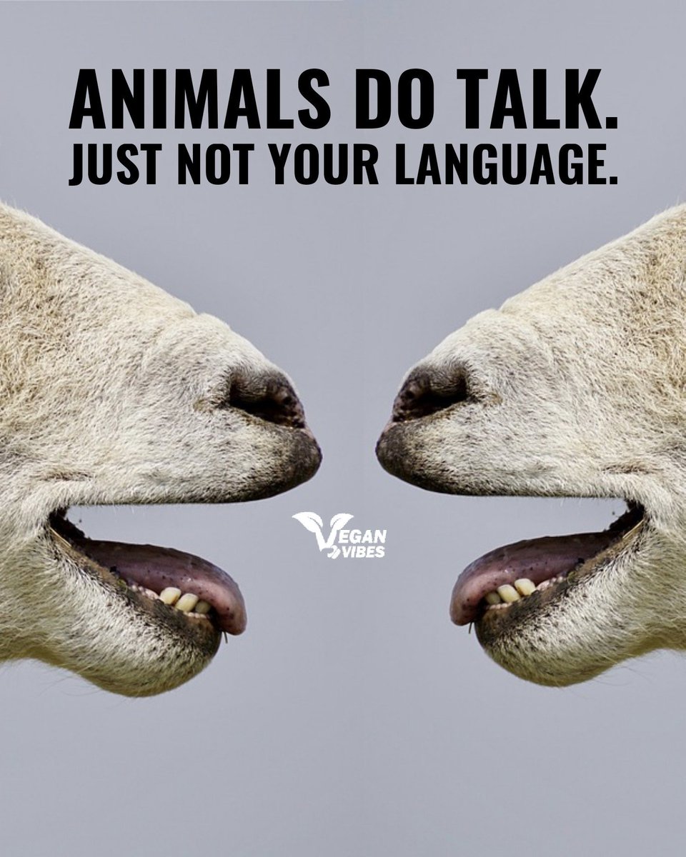 Vegan Vibes (@veganvibespage) on Twitter photo 