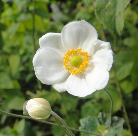 メリアルーム 土日祝いいね お休みです على تويتر 今日の花 10月8日の誕生日花は 秋明菊 花言葉は 淡い思い この日生まれ の人は高望みせず 今の暮らしを好む人 自分と似た性格の人を 好きになる傾向があるでしょう 10月8日 誕生花 花占い 花