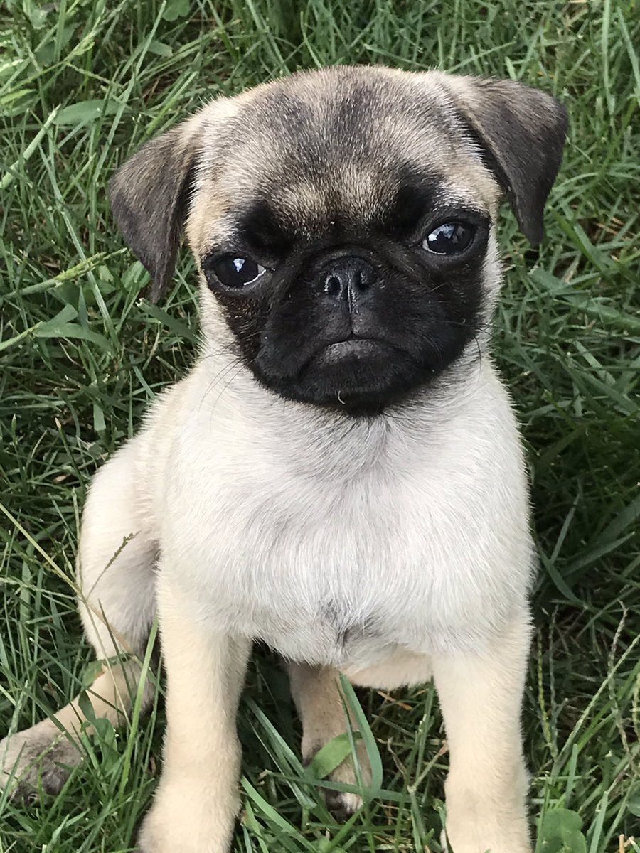 Hey! Hey! No! Bad dog! That's my twitter account! Don't press twe