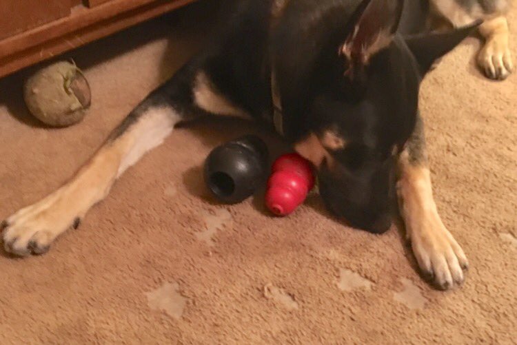 LeRoyTheTornado's tweet photo. Thought I'd add some texture to the carpeting. 🌪🐾🐾 #tornadowithteeth #InTroubleAgain #toysareboring  #carpetsamplingsaturday #puppies #dogs https://t.co/imN9efyaFS