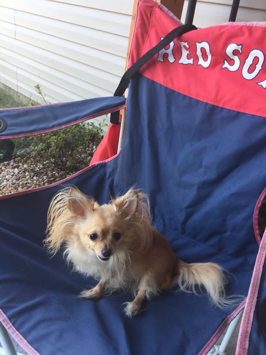 Bumble0423's tweet photo. Queen Buttercup the chihuahua! She loves her #BostonRedSox! #Chihuahua #dogsoftwitter https://t.co/TufcWbueSA