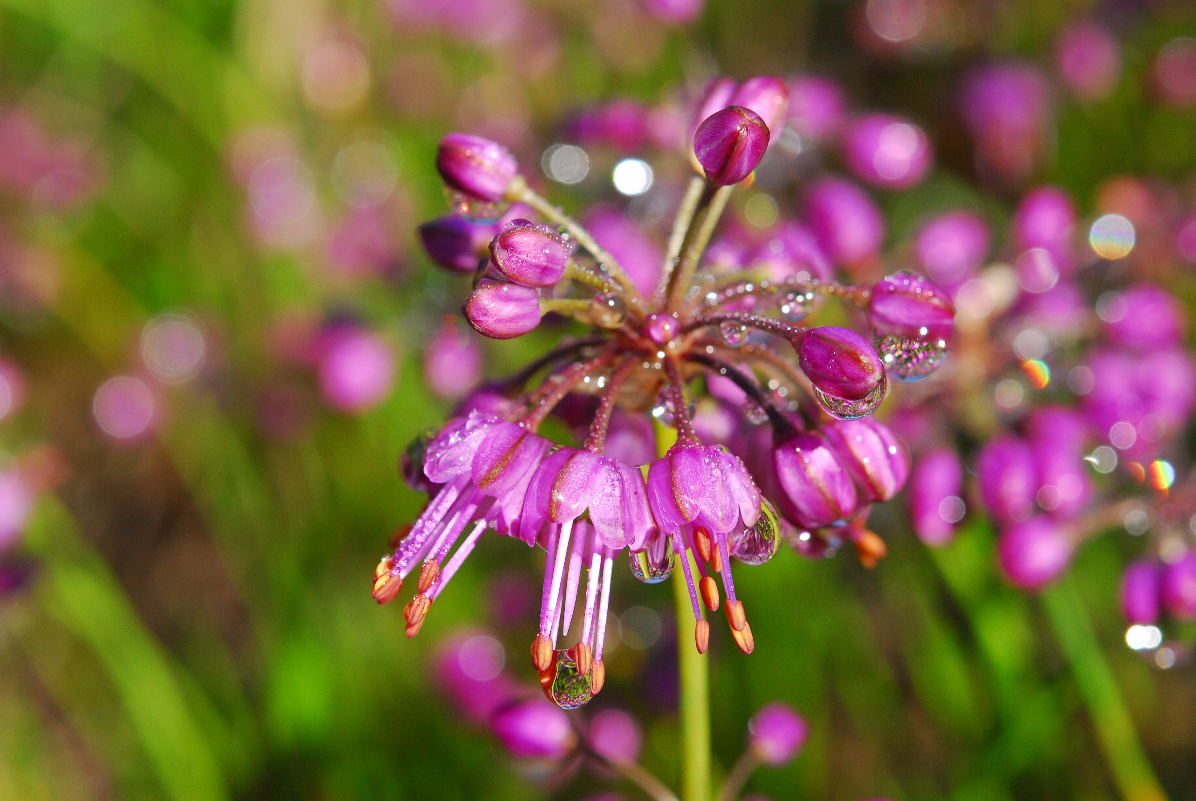 六甲高山植物園 ヤマラッキョウ の花が咲き始めています ネギ科ネギ属 山地の草原に生える多年草です 葉っぱをちぎるとネギの香り 食べれます お花畑エリアにて T Co O29l9yq2en Twitter