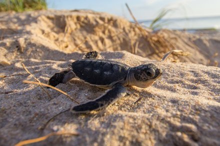 "Many of Florida’s Sea Turtle Nests Were Destroyed by Hurricane Irma" by KAREN WEINTRAUB via NYT ift.tt/2fYpSyu #OperacaoBetaLab
