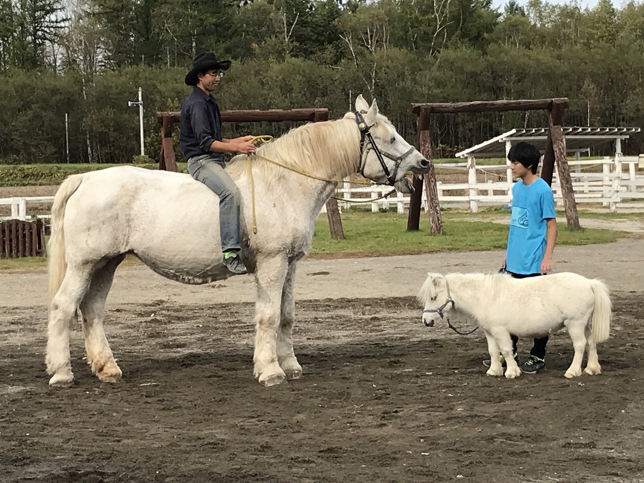 Silver Na Twitteri ばんえい馬とアメリカンミニチュアホース どちらも大人だって ちっちゃくて可愛い