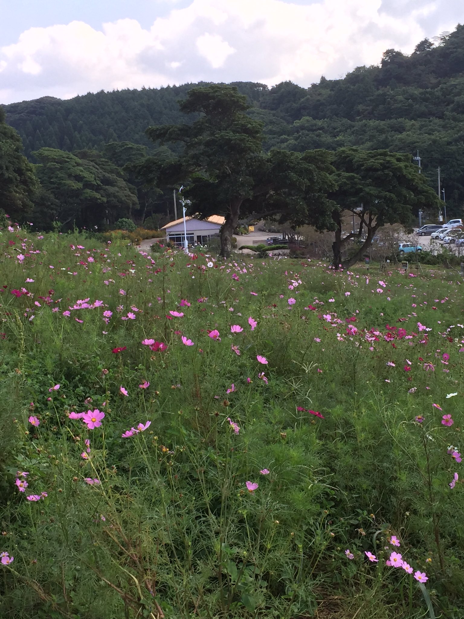 Fmさつませんだい 柳山アグリランドのコスモス開花状況 コスモス園のコスモスは 蕾が多く 駐車場のコスモスは 満開でしたよ T Co 4dydxvyi6x Twitter