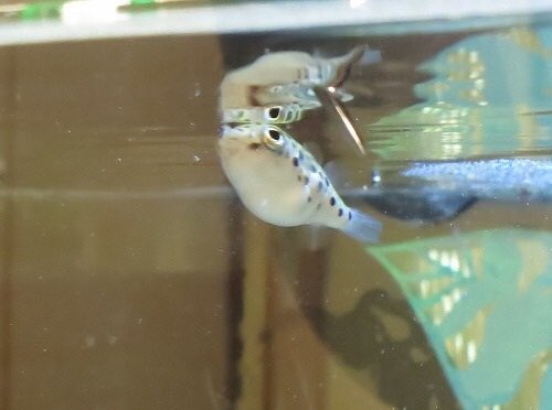 have a magical day friends!!!!!