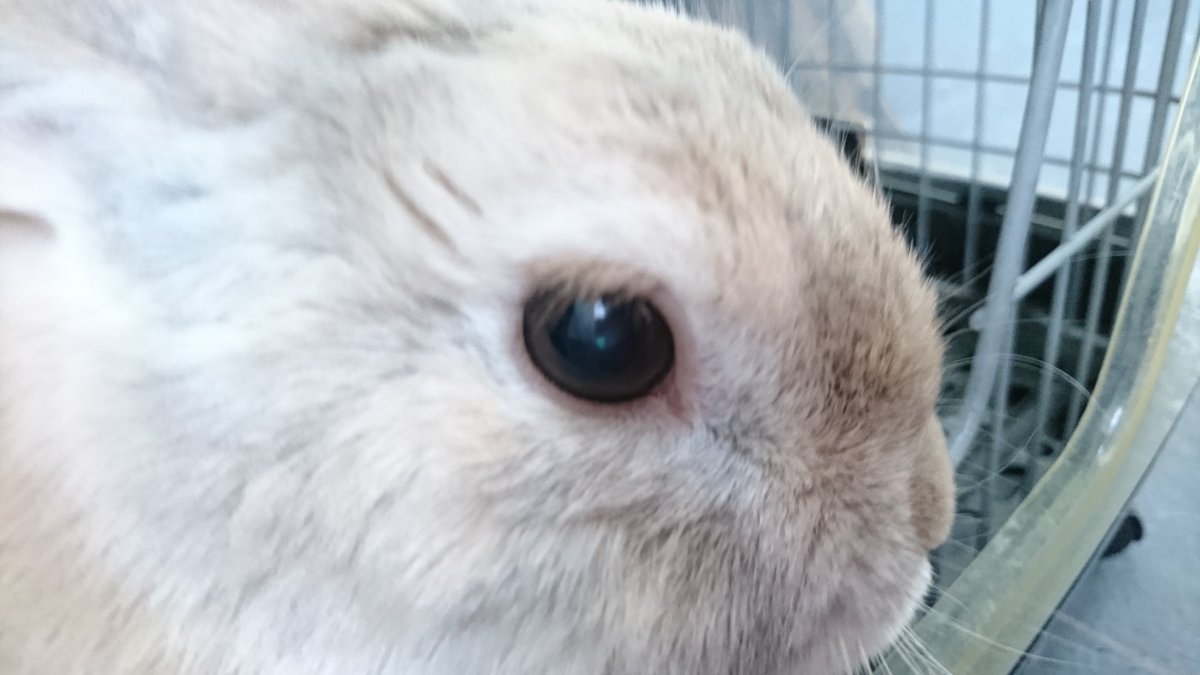 奏 実里 Mix Choco Love Twitter