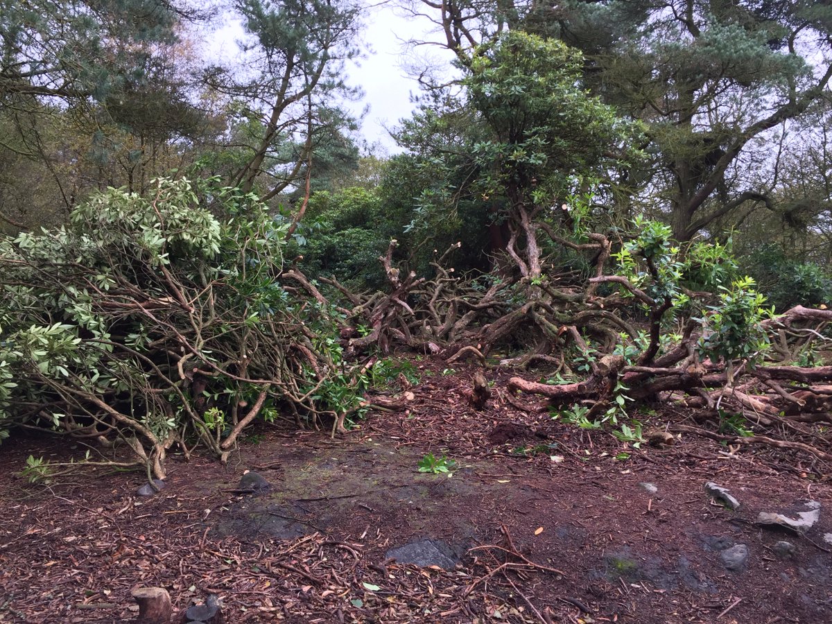 gengen5698's tweet photo. Glad to join @WildSheffield volunteer yesterday for helping local biodiversity by cutting Rhododendron.
Look how much we cut by hand saws! https://t.co/9dOw5E7sq0