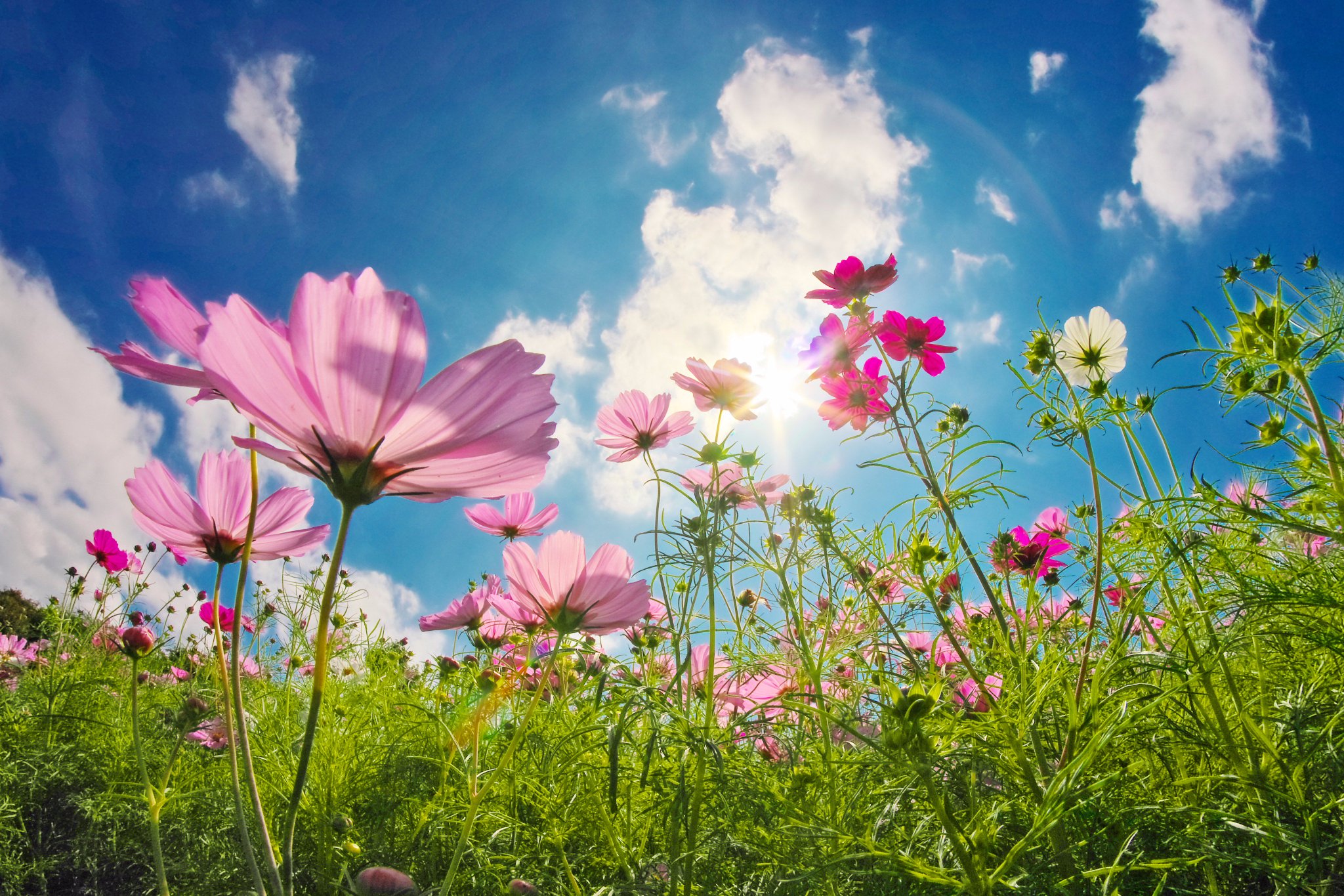 野良猫しんしん 今日はコスモスの写真を撮りに行きました 今年はコスモスの 時期を逃したかなーと思っていましたが まだ綺麗に咲いていて 良かったです 天気にも恵まれて 最高の一日でした コスモス コスモス畑 秋桜 花 空 写真撮ってる人と