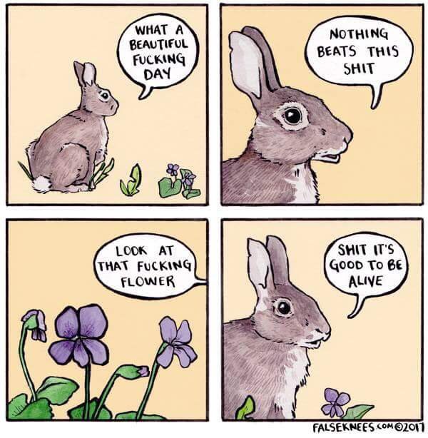 SeanKc6SiX6's tweet photo. #Mood #MemeLyf #RabbitsThatSayFuckAreUnreaaaalllllllll https://t.co/oIMS9906SL