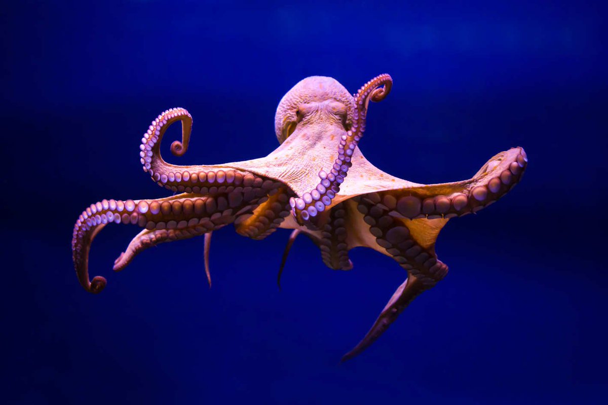 In honor of today being "Octopus Day" - 8 Crazy Facts About Octopuses ow.ly/rnjS30fxmed