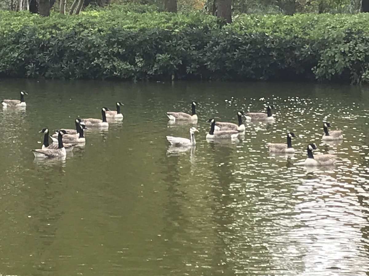 Een mutant tussen de canadese ganzen