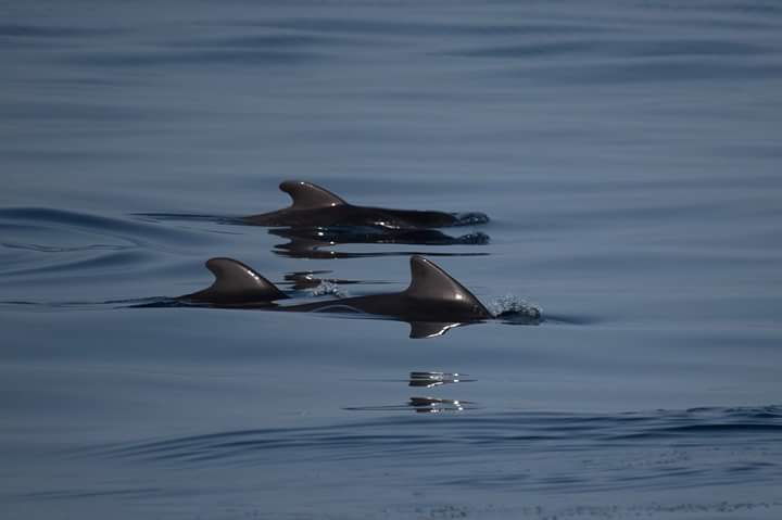 CeamarCanarias's tweet photo. Proyecto #MisticSeas2, 2 días, 22 avistamientos. Zona de alta densidad de cetáceos.
#UTE_CEAMAR_ALNILAM_ADS
@FBiodiversidad
@CeamarCanarias https://t.co/vA1UBh3jLc