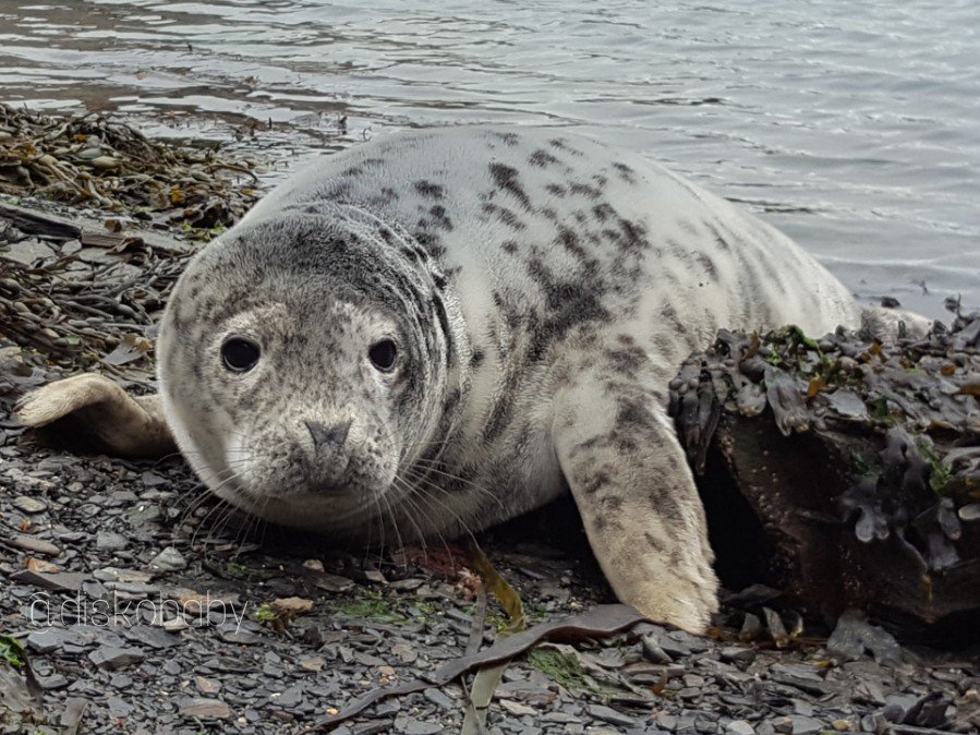diskobaby's tweet image. Morning campers! Happy sunday indeed #NTPembs #Pembrokeshire #Sealpup