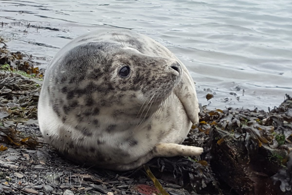diskobaby's tweet image. Morning campers! Happy sunday indeed #NTPembs #Pembrokeshire #Sealpup