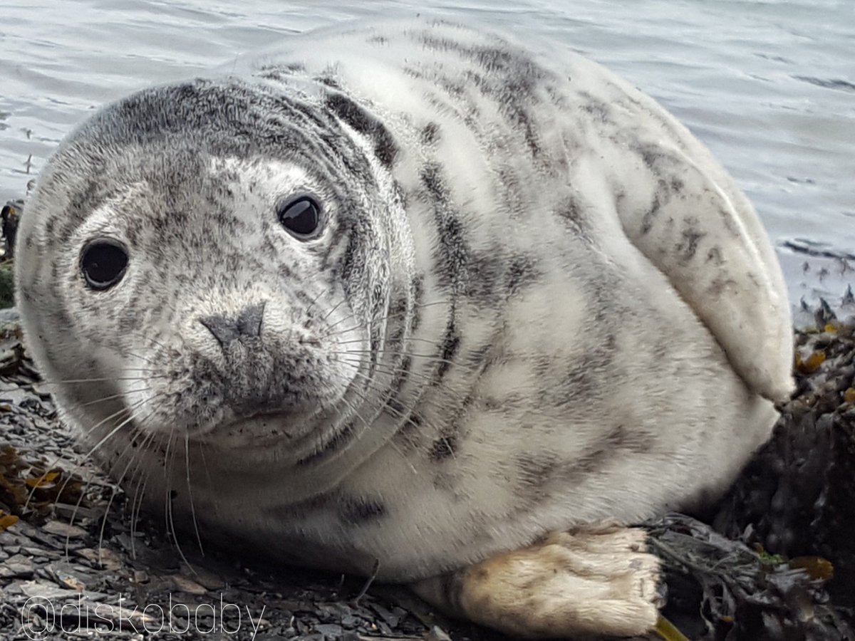 diskobaby's tweet image. Morning campers! Happy sunday indeed #NTPembs #Pembrokeshire #Sealpup