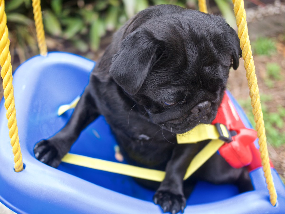 Mariothepug's tweet photo. Today I got to play on a swing for the first time. A little scary! #pug #puppylove https://t.co/Zju9awsdks