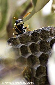 cienciaitecn's tweet photo. Per què són hexagonals els nius de les vespes https://t.co/61cuqj40iw https://t.co/czE2sJnkWo