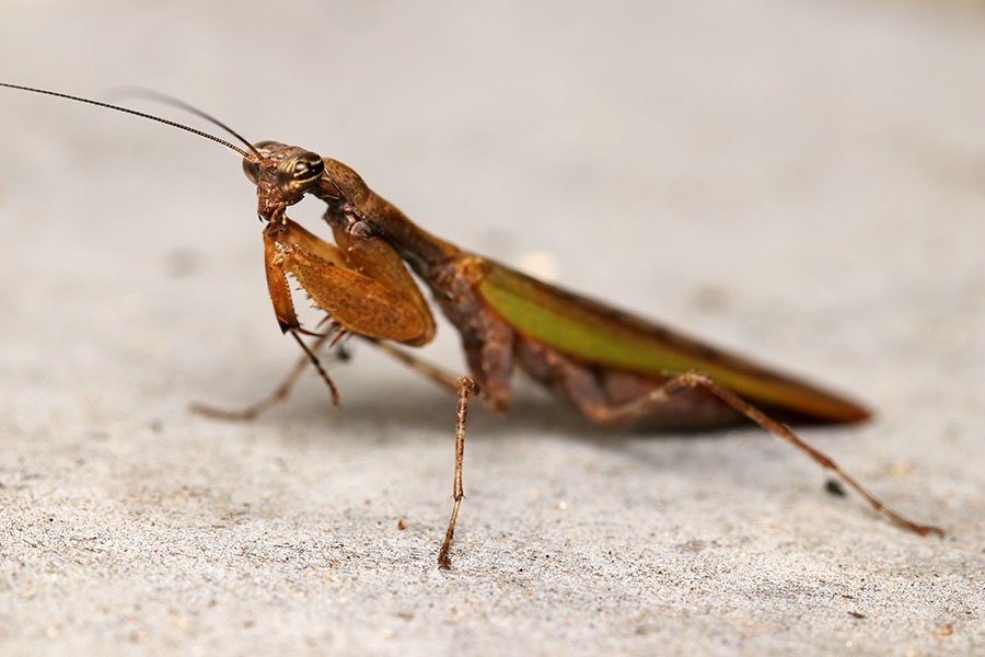 カマキリ分布調査