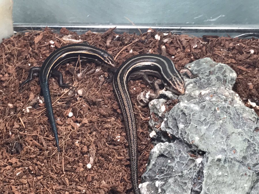 ニホントカゲの成体の大きさや特徴は トカゲの知られざぬ生態