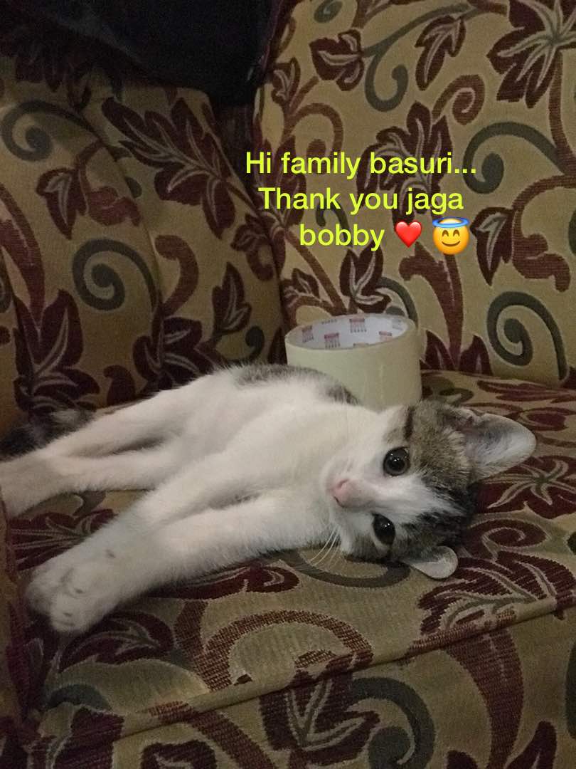 DnnyFz's tweet photo. Haih. Rindu betul la kat 3 stooges aku ni ☺😂 tah bila tah balik kl lagi 😭 Bobby, Lola and Wawa 💚💙💛 https://t.co/kcSVcplpdb