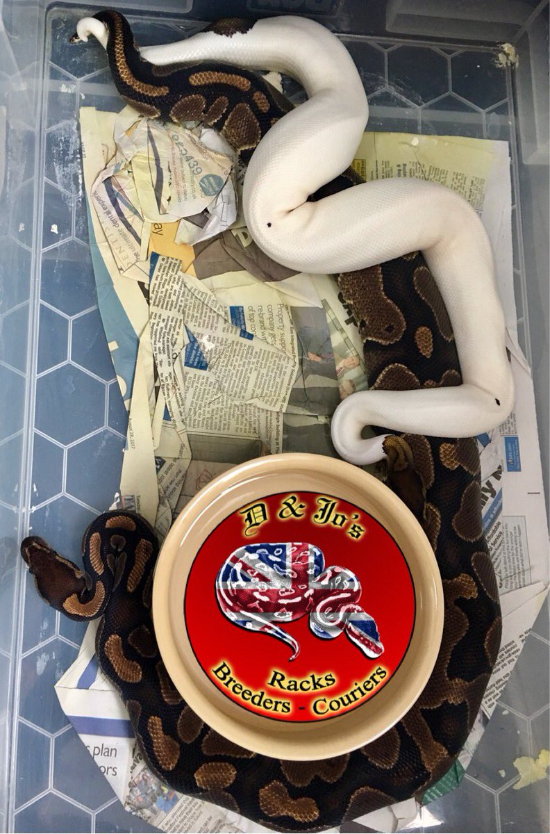 djpythons's tweet photo. 2 nice locks through this morning.
Black Pastel Pied x Red Ringer DH Pied/Ghost 
Candy Pastel x Pastel het Candy 
#ballpython #royalpython https://t.co/2nxZyqtErj