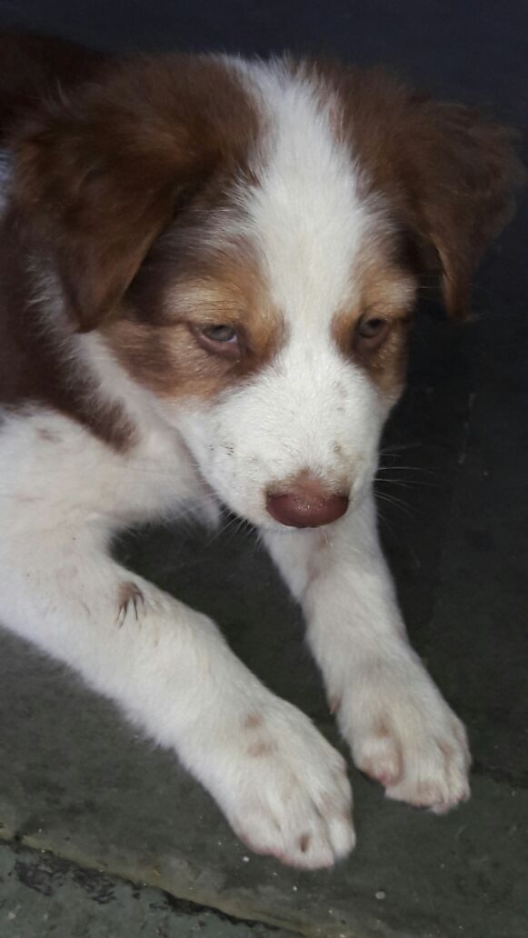 neelspeaks's tweet photo. Call 9892318552 to #adopt this 40 day old female puppy currently residing at #growels mall #mumbai #AdoptDontShop #adoptastray #foster https://t.co/yO2xZXaz8N