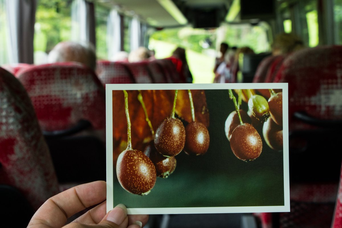 bustiger13's tweet photo. @GenussFinder Kennt ihr die Elsbeere? https://t.co/CZn6RsB3gN
#elsbeere, #bustiger, #busblog, #gruppenausflugsziel, #kulinarik, #genuss https://t.co/1xDbVB29OX