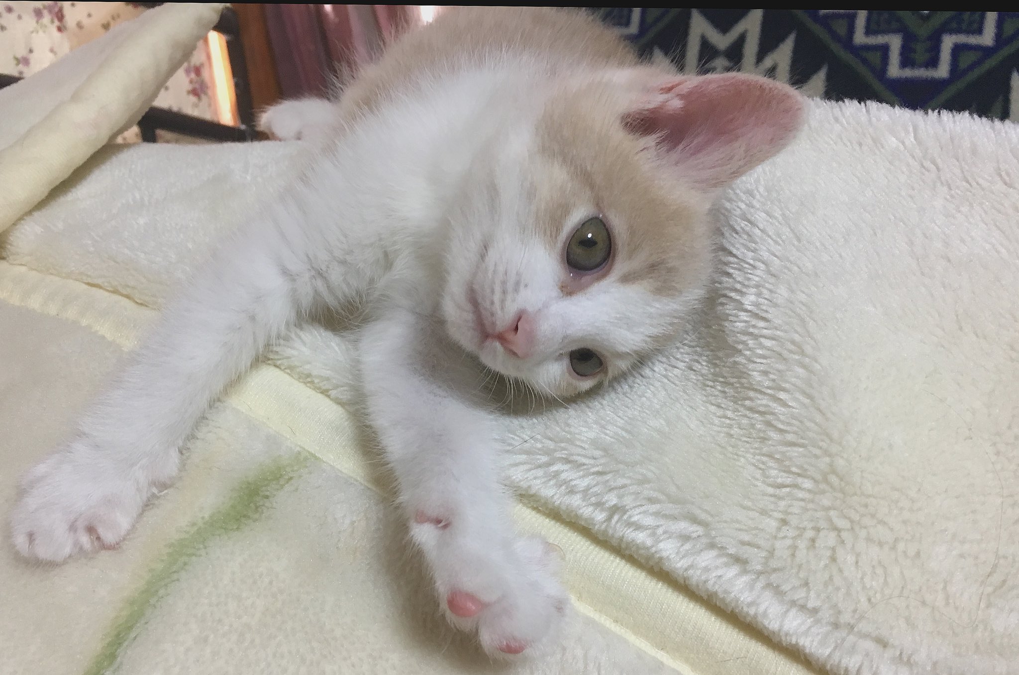 ミルクティーが飲みたくなる猫 Twitter Search Twitter