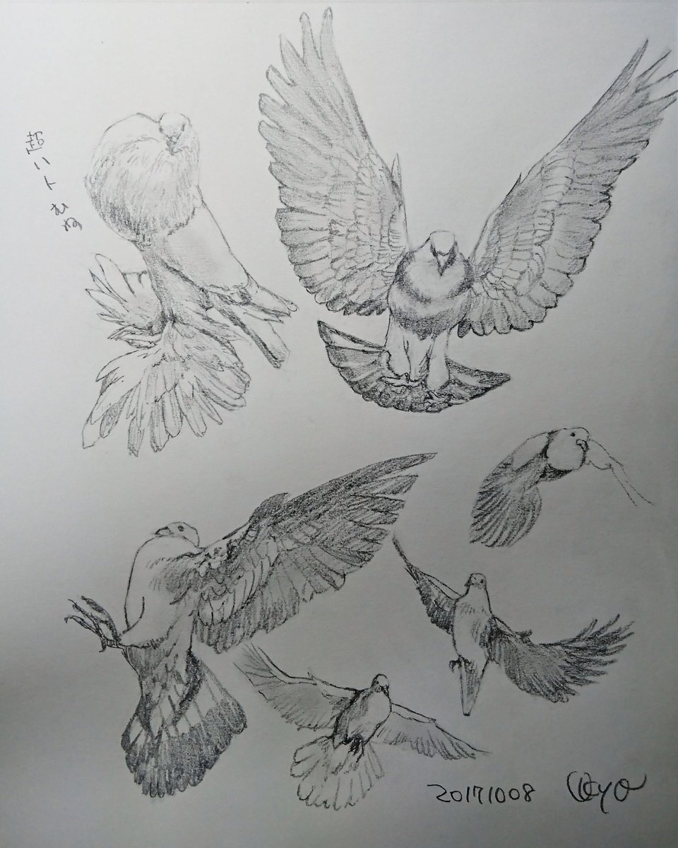 新鮮な鳩 平和 イラスト 動物ゾーン