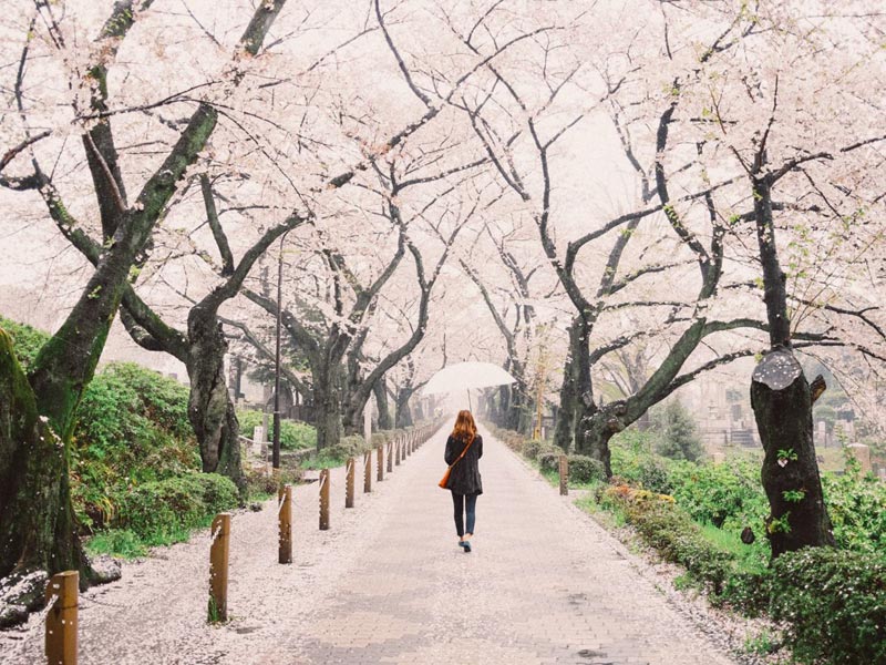 FunAdventure_'s tweet image. SISA 2 SEAT! Open Trip Jepang Sakura, 28 Maret -
 4 April 2018. Only RP 7.900K/pax.. Info &amp;amp; booking: is.gd/TW9nyv