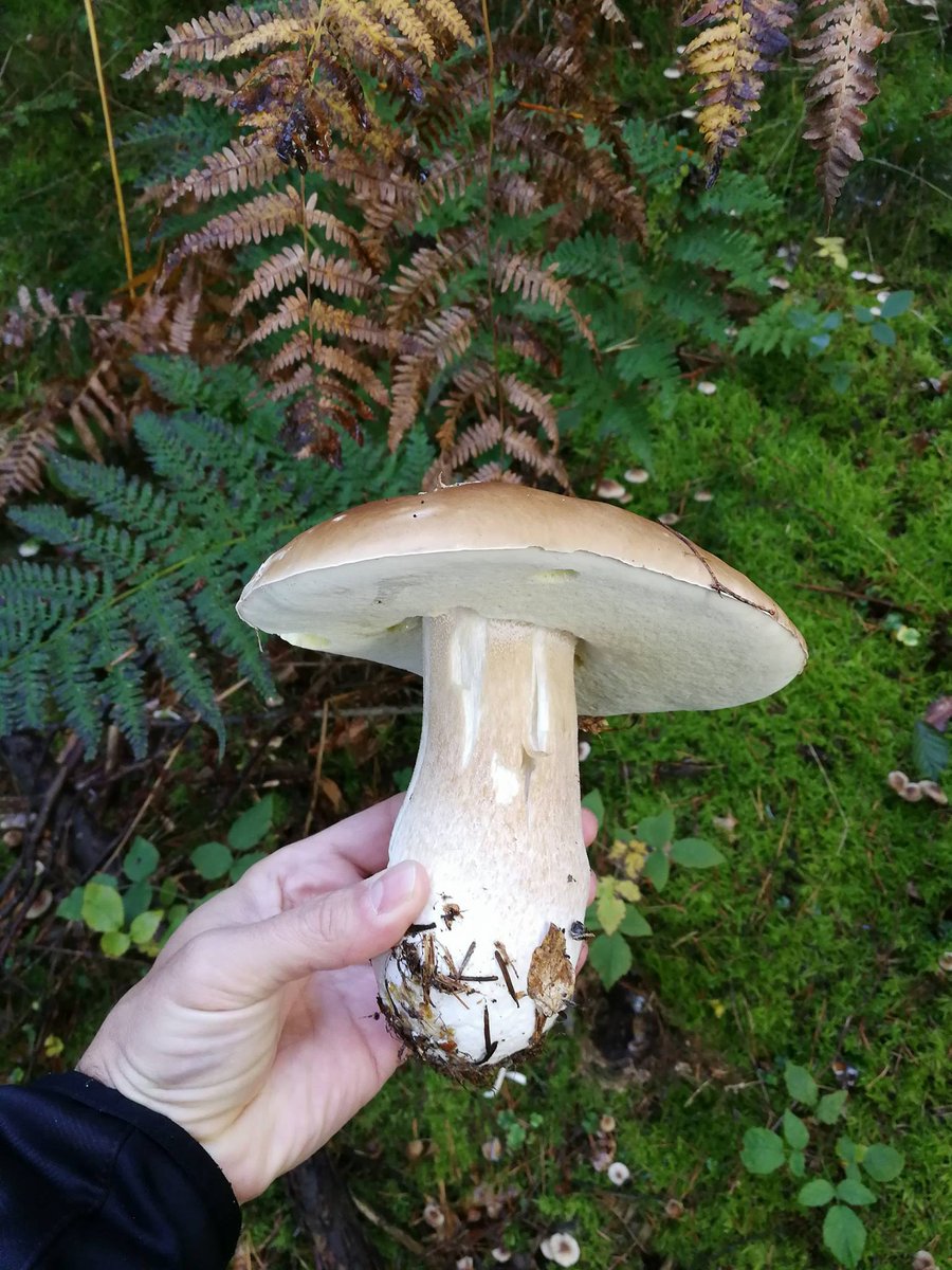 vuesurpyrenees's tweet photo. cépes des #pyrénées
#nature #mushrooms #montagne #hautespyrénées #pyrénéesorientales
+ de #champigons sur https://t.co/GXIExoqs2Z https://t.co/1ztmNp3wfX