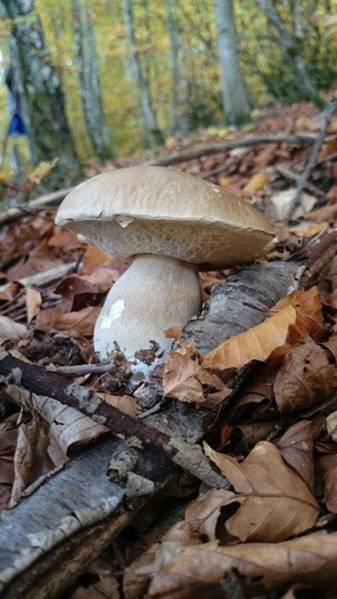 vuesurpyrenees's tweet photo. cépes des #pyrénées
#nature #mushrooms #montagne #hautespyrénées #pyrénéesorientales
+ de #champigons sur https://t.co/GXIExoqs2Z https://t.co/1ztmNp3wfX