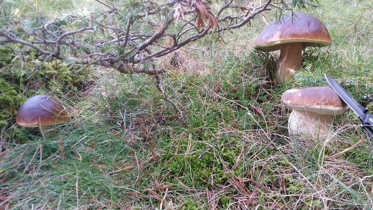 vuesurpyrenees's tweet photo. cépes des #pyrénées
#nature #mushrooms #montagne #hautespyrénées #pyrénéesorientales
+ de #champigons sur https://t.co/GXIExoqs2Z https://t.co/1ztmNp3wfX