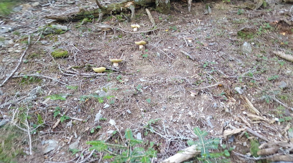 vuesurpyrenees's tweet photo. cépes des #pyrénées
#nature #mushrooms #montagne #hautespyrénées #pyrénéesorientales
+ de #champigons sur https://t.co/GXIExoqs2Z https://t.co/1ztmNp3wfX