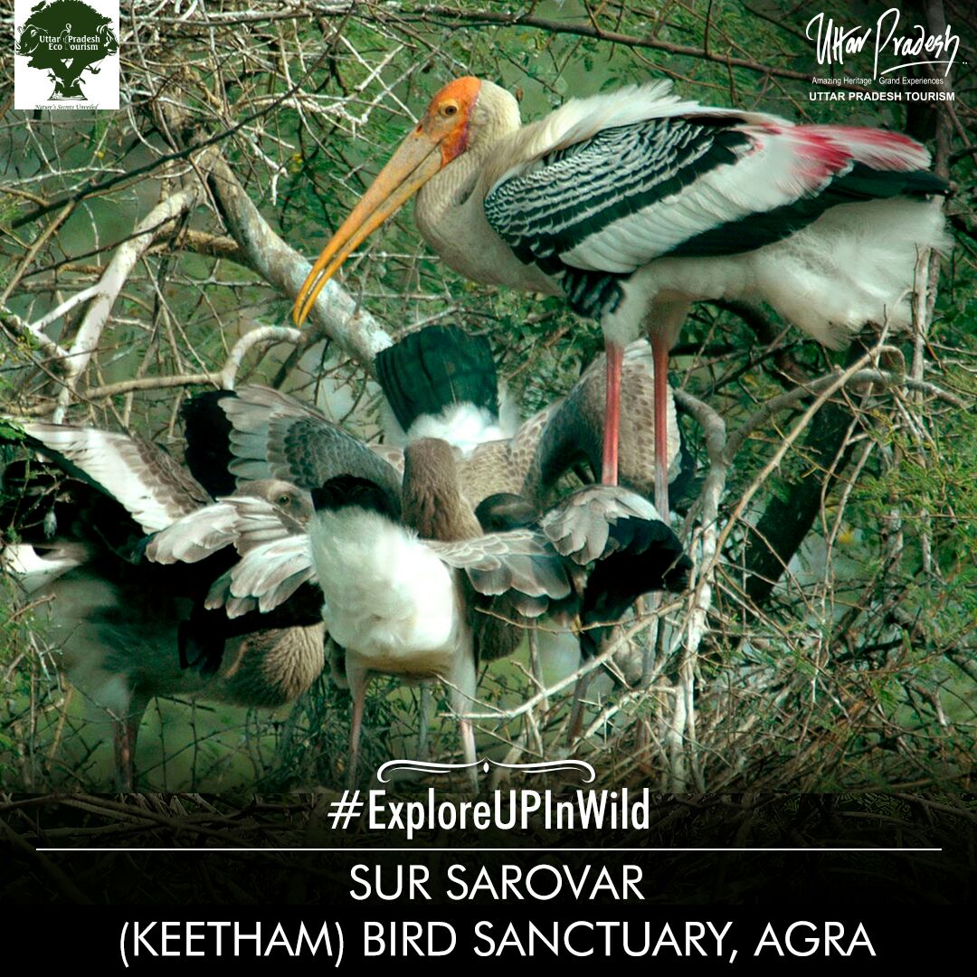 UP Tourism on Twitter: "Sur Sarovar (Keetham) bird ...